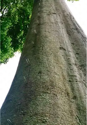  ??  ?? Vandalised: nails seen hammered into the trunk of the tree in Bukit seraya near the Cherok To’kun Forest Reserve. The Tualang tree (left) stands tall at 70m.