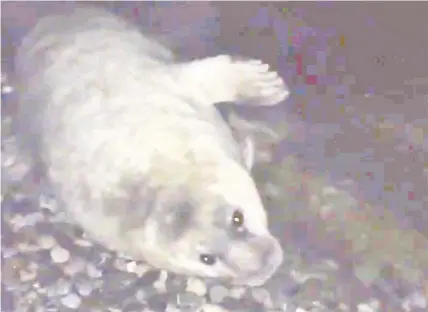  ??  ?? A seal was rescued from an Anglesey beach after being washed up during winds from ex-hurricane Ophelia. The seal pup was found by beekeeper Katie Hayward, who coordinate­d a late night rescue on Cemlyn beach to help the pup reunite with his mother. Ms...