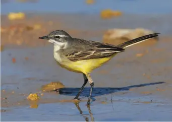  ?? ?? SIX: Female Spanish Wagtail (Tavira, Portugal, 5 April 2013). This female wagtail resembles the preceding bird, but its head is a little darker grey, the superciliu­m is very narrow, especially before the eye, and the throat is white. This combinatio­n of features belongs to Spanish Wagtail but, as always, the location – here, helpfully, Portugal – and the call would help to clinch it.