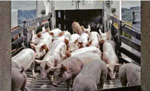  ?? Foto: Bauer unser ?? Diese Borstentie­re haben kein „Schwein“– für sie geht es ab zum Schlachtho­f. Auch das gehört zum Alltag auf einem landwirtsc­haftlichen Betrieb.