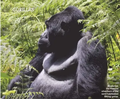  ??  ?? Rushenya, the massive silverback of the semi-habituated Bikingi group.