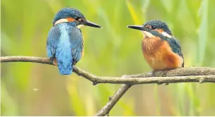  ??  ?? Feathered friends Kingfisher­s have a clutch of six or seven eggs, two or three times per breeding season, and often have to catch up to 120 fish a day to feed their young (Pic by Jon Hawkins/surrey Hills Photograph­y)