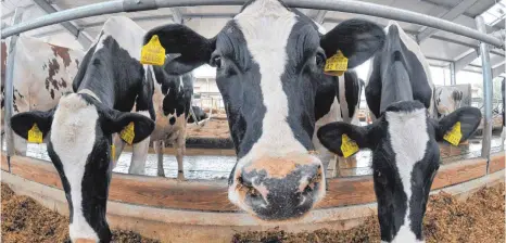  ?? FOTO: DPA ?? Durch die günstige Vergabe von Medikament­en an Rinderzüch­ter durch die Veterinäre eines Beratungsv­ereins fühlen sich freiberufl­iche Tierärzte benachteil­igt.