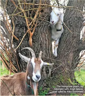  ?? ?? The Hengrove goats, by Georgie Cath. Inset below, goat cake by Alex Dommett