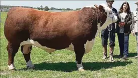  ?? ?? Toro Copa Polled Hereford en Expo Salto fue expuesto por Anita SG