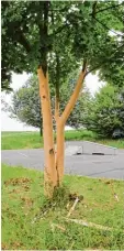  ?? Foto: Helene Monzer ?? Der geschälte Baum in Kühbach kommt ins Fernsehen.