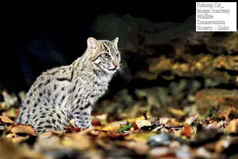  ?? ?? Fishing Cat_ Image courtesy Wildlife Conservati­on Society - Galle