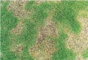  ??  ?? WORN OUT Lawns need regular attention to avoid this