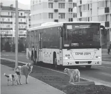  ?? BRUCE BENNETT/GETTY IMAGES ?? As Russia prepares for the upcoming increase in visitors due to the World Cup, stray dogs are falling victim to mass purges. Animal rights groups are calling for alternate methods.