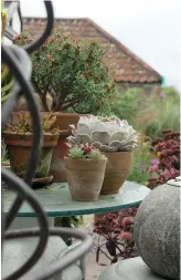  ??  ?? ABOVE LEFT Pots offer a flexible way of displaying collection­s of certain types of plant such as succulents. Individual­ly potted, they can be moved around to incorporat­e new additions