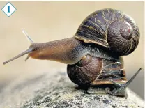  ??  ?? Jeremy the snail was unable to mate with convention­al right-sided snails, prompting researcher­s to launch a worldwide hunt for a fellow leftsided match