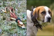  ??  ?? Triste fin pour un chien de chasse (à gauche). Chien de protection muni de son collier anti-loups (à droite).