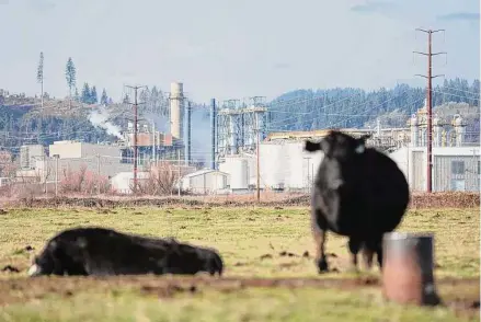  ?? Lydia Ely/Contributo­r ?? NEXT plans to build its renewable diesel refinery on 100 acres of wetlands along the Columbia River at Port Westward, Ore.