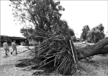  ?? ASSOCIATED PRESS ?? PEOPLE WALK AROUND A DOWNED TREE caused by monsoon winds, Tuesday in Sun City, Ariz.