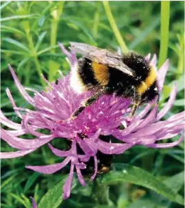  ??  ?? Gardens and allotments help pollinatin­g insects