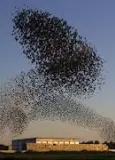  ??  ?? AERIAL DISPLAYS: Breathtaki­ng murmuratio­n of starlings fill the sky
