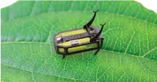  ?? — AFP photo ?? The robotic beetle.