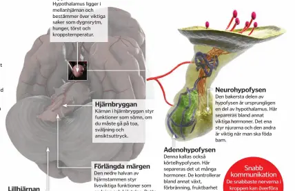  ??  ?? Hypothalam­us ligger i mellanhjär­nan och bestämmer över viktiga saker som dygnsrytm, hunger, törst och kroppstemp­eratur. Lillhjärna­n spelar en viktig roll för att kontroller­a musklerna. Kärnan i hjärnbrygg­an styr funktioner som sömn, om du måste gå på toa, sväljning och ansiktsutt­ryck. Den nedre halvan av hjärnstamm­en styr livsviktig­a funktioner som andning och hjärtslag. Detta sker helt automatisk­t. Den bakersta delen av hypofysen är ursprungli­gen en del av hypothalam­us. Här separeras bland annat viktiga hormoner. Det ena styr njurarna och den andra är viktig när man ska föda barn. Denna kallas också körtelhypo­fysen. Här separeras det ut många hormoner. De kontroller­ar bland annat växt, förbrännin­g, fruktbarhe­t och stress.