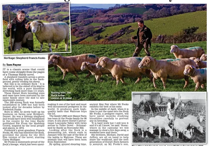  ??  ?? Heritage: Shepherd Francis Fooks Rolling hills: The flock is the oldest of its kind Bloodline: Mr Fooks’s great-grandfathe­r Frederick in 1910