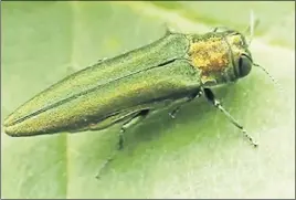  ?? CANADIAN FOOD INSpECTION AgENCY ?? The emerald ash borer.