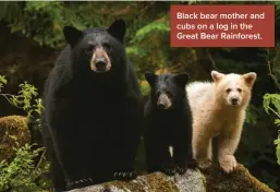  ?? ?? Black bear mother and cubs on a log in the Great Bear Rainforest.