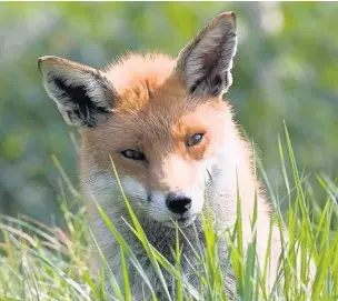  ??  ?? ●● The fox has establishe­d itself in urban areas