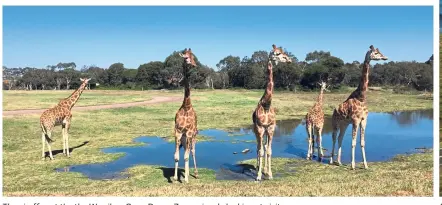  ??  ?? The giraffes at the the Werribee Open Range Zoo curiously looking at visitors.