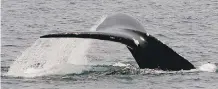  ?? THE
CANADIAN
PRESS/ FILES ?? A new report says noise from tanker traffic will cause stress for the endangered North Atlantic right whale.