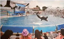  ??  ?? A Marine Park will include a theatre with a capacity of 1,000 people. Visitors will be able to interact with exotic aquatic animals and fish at the park.