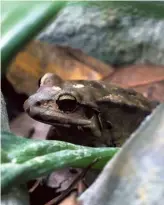  ?? REUTERS ?? A leaf litter frog emits ultrasonic sounds that are inaudible to humans but can scare oŸ predators.