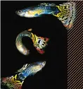  ??  ?? Guppyfiska­rnas pråliga utseende har förstärkts genom avel. Svenska forskare har även lyckats avla fram exemplar med ovanligt stora hjärnor.