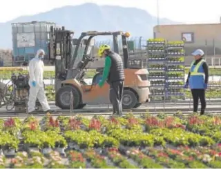  ?? JUAN CARLOS SOLER ?? Trabajador­es en los Viveros Bermejo, en Totana (Murcia)//