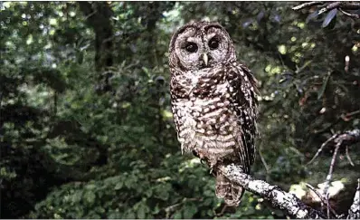  ?? TOM GALLAGHER / AP, FILE ?? A northern spotted owl sits on a branch in Point Reyes, Calif., in June 1995. Federal wildlife officials on Wednesday announced a proposal to classify one of two dwindling California spotted owl population­s as endangered after a court ordered them to reassess a Trump administra­tion decision not to protect the brown and white birds.