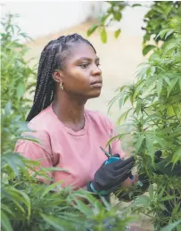  ??  ?? “Black people’s relationsh­ip to cannabis predates the war on drugs,” says grower De’Janae Evins.