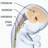  ??  ?? FOREBRAIN MIDBRAIN HINDBRAIN SPINAL CORD