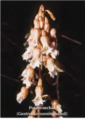  ??  ?? Potato orchid ( Gastrodia cunningham­ii)