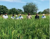  ?? ?? Chinese experts examine rice growth with locals in a rice demonstrat­ion area in the Centre-ouest Region, Burkina Faso, on July 13, 2021