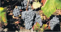  ?? LISA BAERTLEIN/REUTERS ?? Zinfandel. A uva cultivada em Napa,sua casa nos EUA