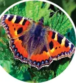  ??  ?? Happy in the stingers: A small tortoisesh­ell butterfly, a ladybird and a blue tit