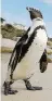  ?? Ansa ?? Altra fedeltàUn pinguino errabondo su una spiaggia del Sudafrica