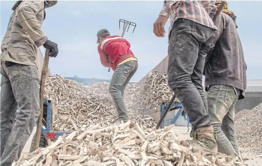  ??  ?? NEW LIFE: Factory workers empty a truck filled with cassava on the outskirts of Veal Hat village.