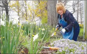  ?? File Photo/DAVID GOTTSCHALK ?? Geri Alvis, a Washington County Master Gardener, pulls weeds last spring at Headquarte­rs House on Dickson Street in Fayettevil­le. This year, the Washington County Historical Society asks for donations to help keep the gardens gorgeous.