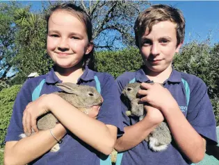  ?? PHOTO: DANIEL BIRCHFIELD ?? Hopping with joy . . . Glenavy School pupils Anna Mansfield (11) and Reuben Dann (11) with the school’s pet rabbits, Thumper and Clover, that were stolen and then recovered recently.