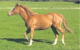  ??  ?? > Rodney, the foal that died in the Cefn Fforest stable fire