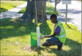  ?? RACHEL MUMMEY / THE NEW YORK TIMES ?? A volunteer plants a tree June 16 in Des Moines, Iowa. Democrats have included $2.5 billion in the Build Back Better Act to help ensure trees are planted in poor neighborho­ods, though their labeling of it with the buzz phrase “tree equity” has attracted criticism. It’s one of many “niche issue” provisions included in the $1.85 trillion legislativ­e package.