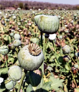  ??  ?? SAPPING An opium field in full bloom in rural Nimbahera, Chittorgar­h