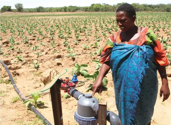  ??  ?? Mai Grace- Gohori vaitsanang­ura mashandiro anoita madiridzir­o edrip-irrigation papurazi reAlsace kuBeatrice nguva pfupi yadarika.