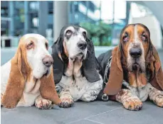  ?? FOTO: DPA ?? Die überzüchte­ten Bassets Swan (v. li.) Toya und Prymus eignen sich nicht mehr für die Jagd – sie sind viel zu unbeweglic­h.