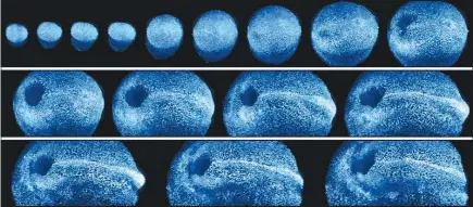  ?? (KATIE MCDOLE ET AL. VIA THE NEW YORK TIMES ?? Time-lapse data shows an embryo’s cells beginning to transform into organs. Researcher­s developed a new microscope that traces embryonic cell movement in real time, sketching a virtual map of how organ systems develop.