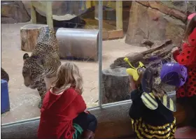  ?? MARIAN DENNIS — MEDIANEWS GROUP ?? Costumed kids got an up close look at some of the zoo’s biggest cats Saturday as they toured the zoo for the Boo at the Zoo event.